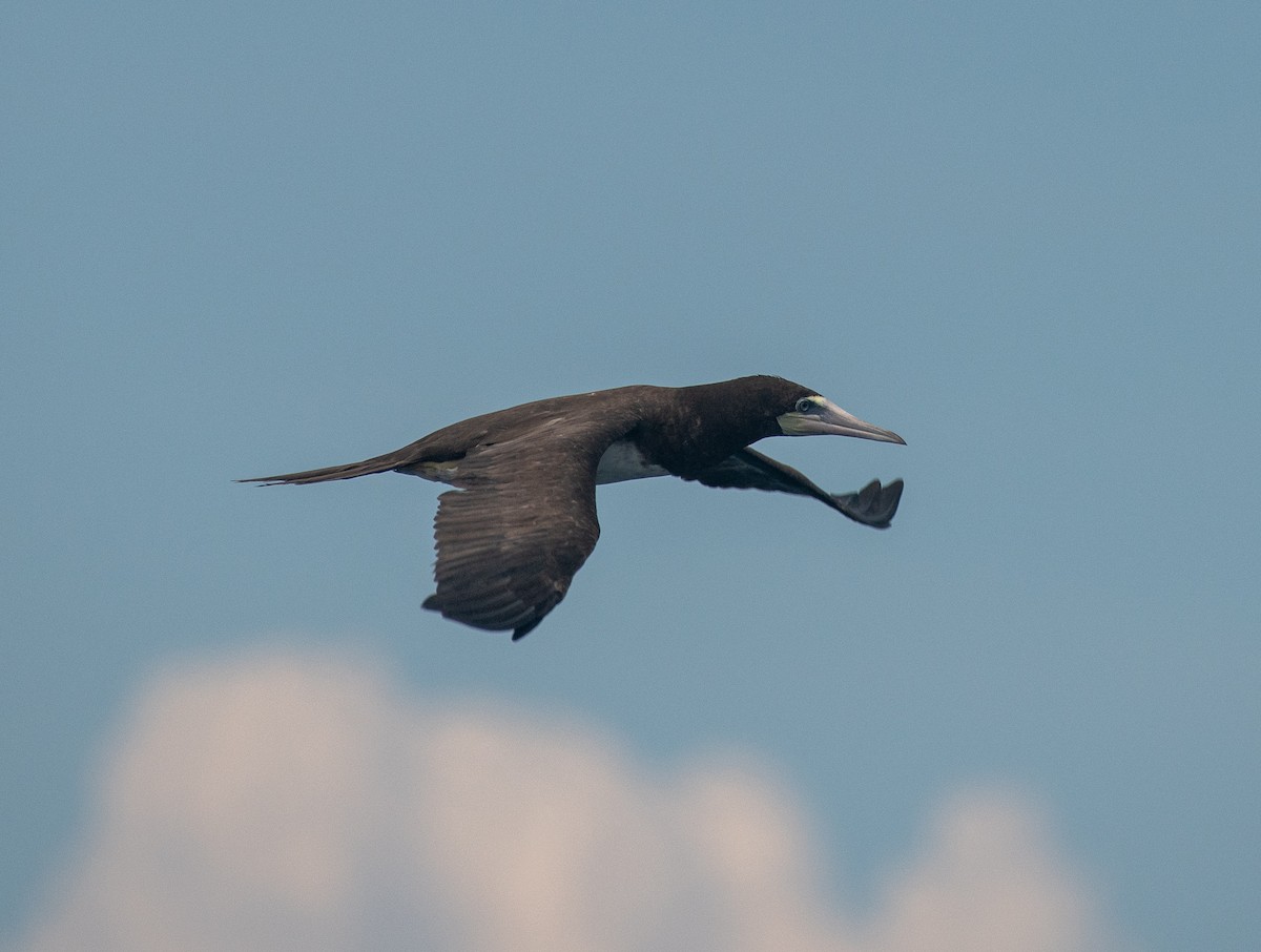 Brown Booby - ML370733711