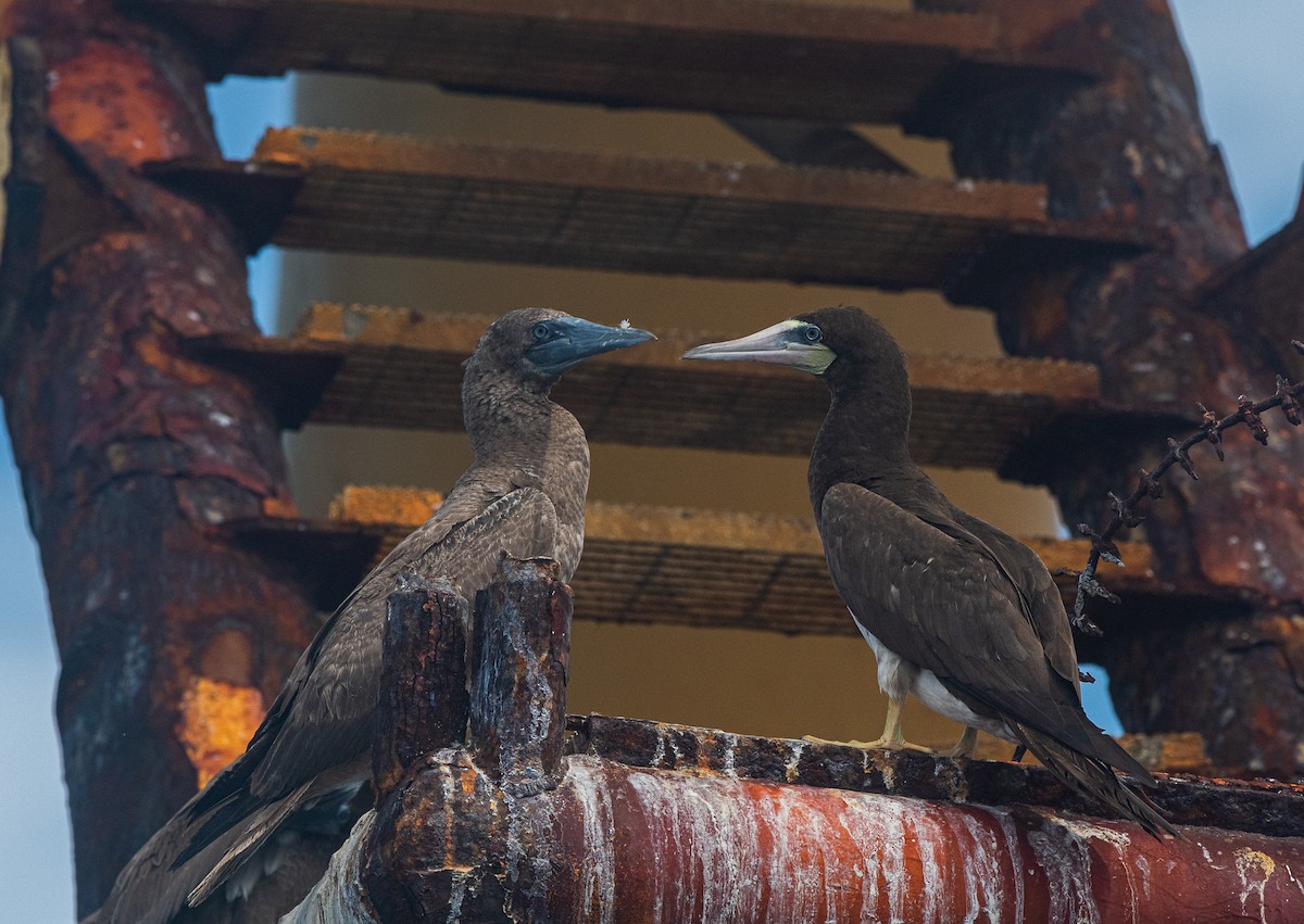 Brown Booby - ML370733731