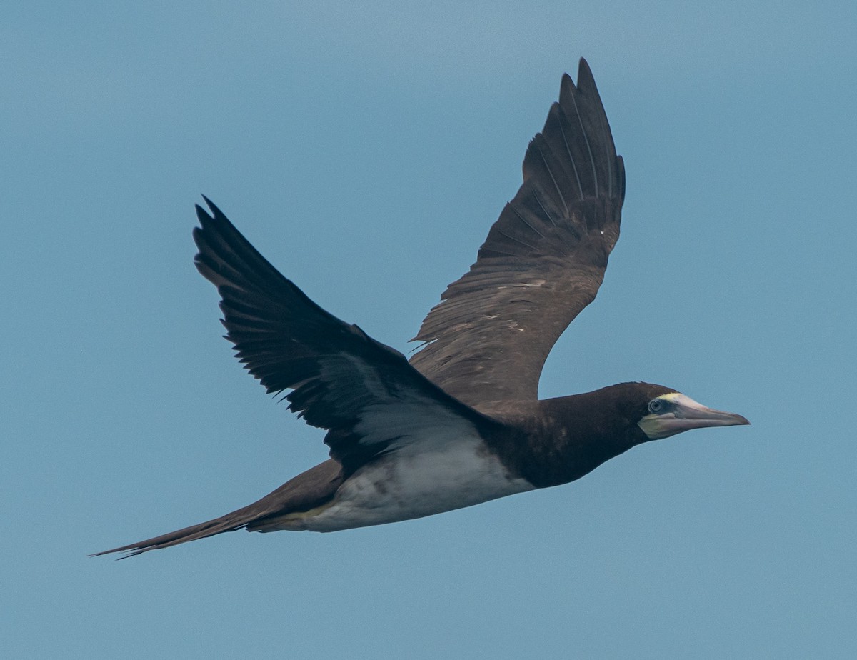 Brown Booby - ML370733751
