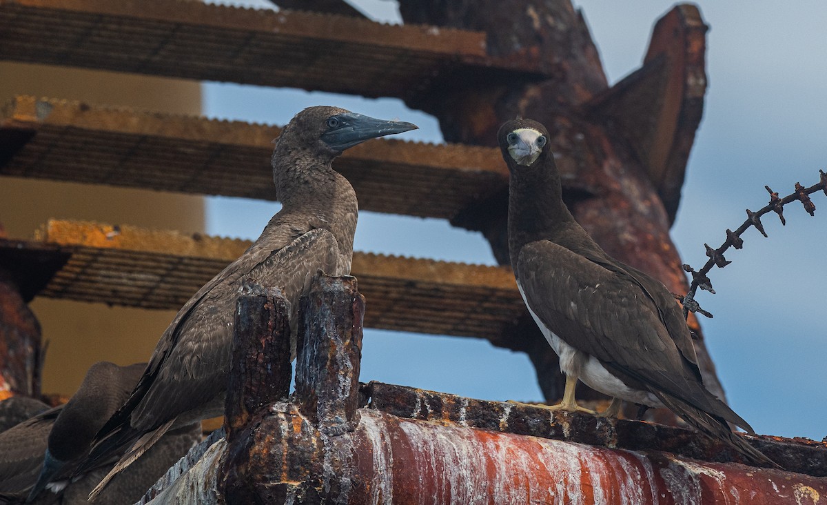 Brown Booby - ML370733761