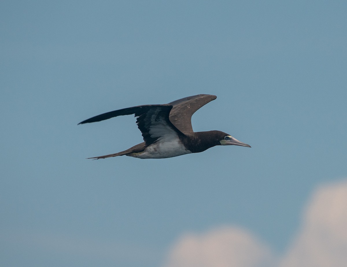 Brown Booby - ML370733791