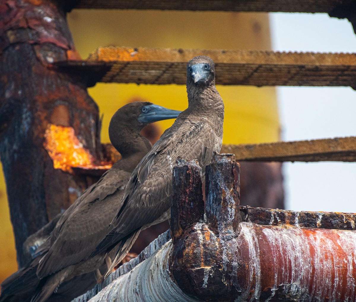 Brown Booby - ML370733861