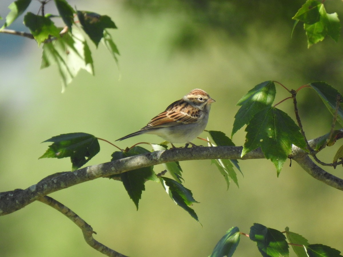 Chipping Sparrow - ML370733971
