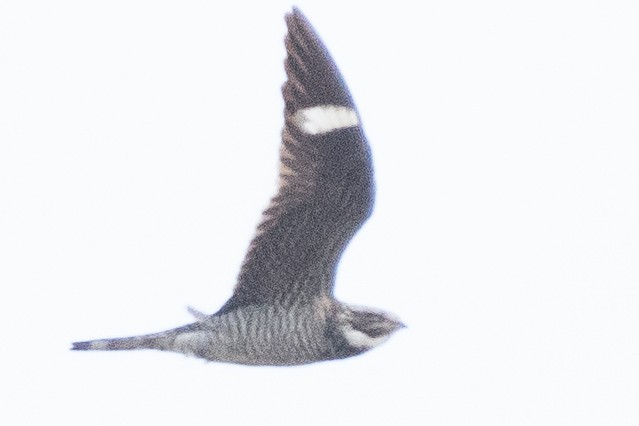 Common Nighthawk - ML370735031