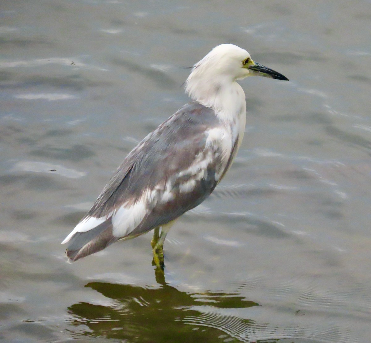 Little Blue Heron x Snowy Egret (hybrid) - ML370735901