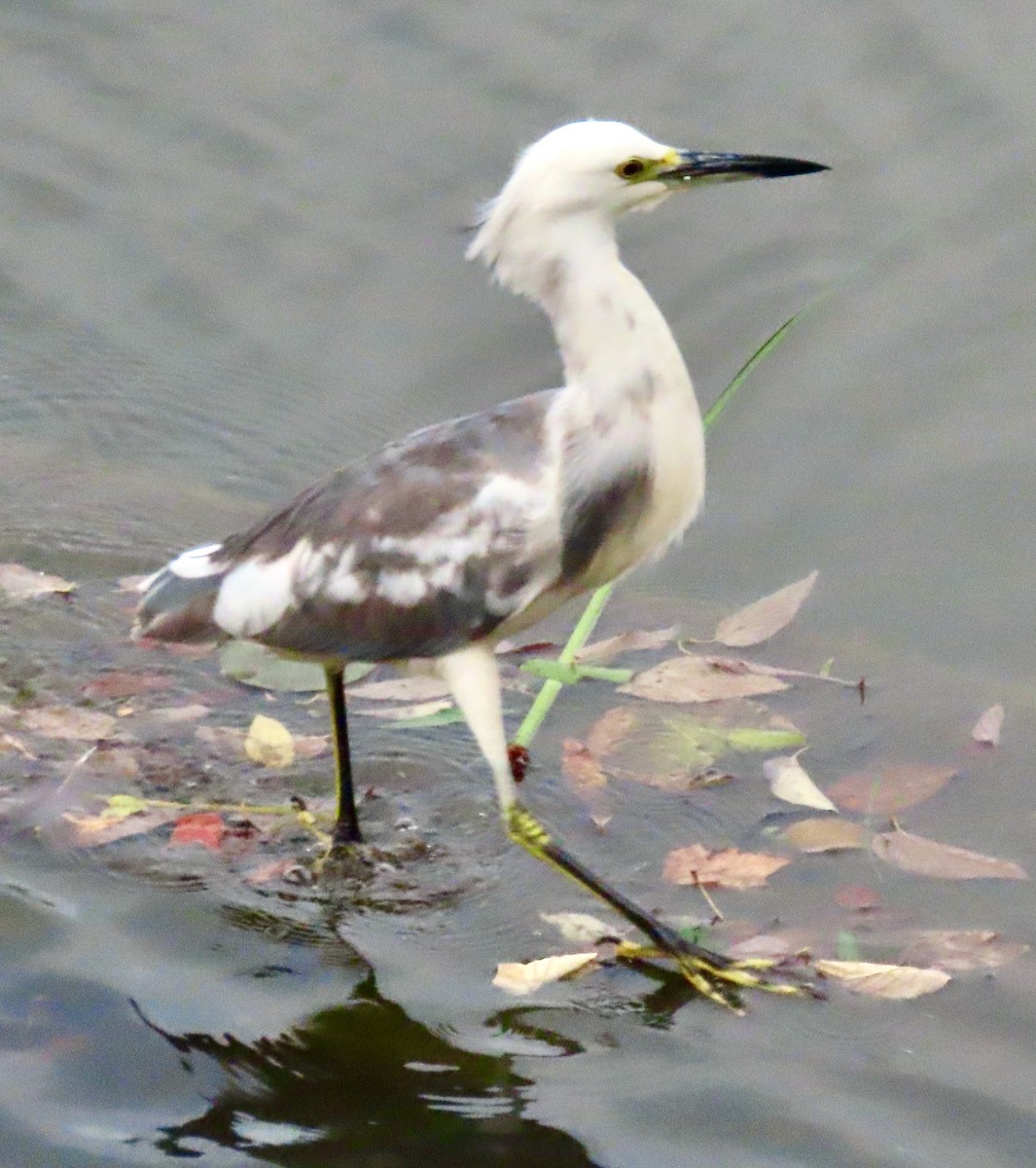 Little Blue Heron x Snowy Egret (hybrid) - ML370736061