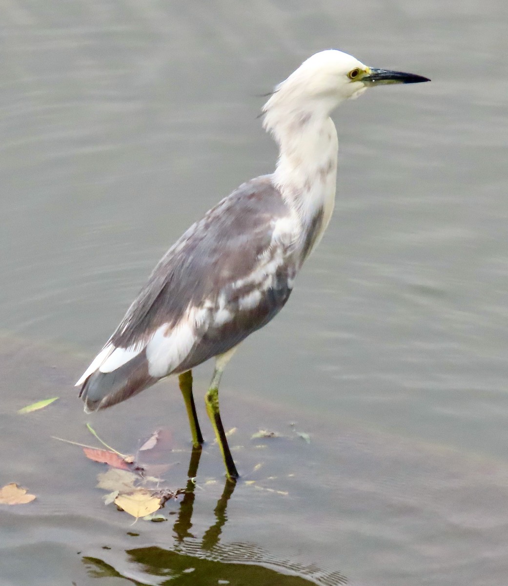 Little Blue Heron x Snowy Egret (hybrid) - ML370736341