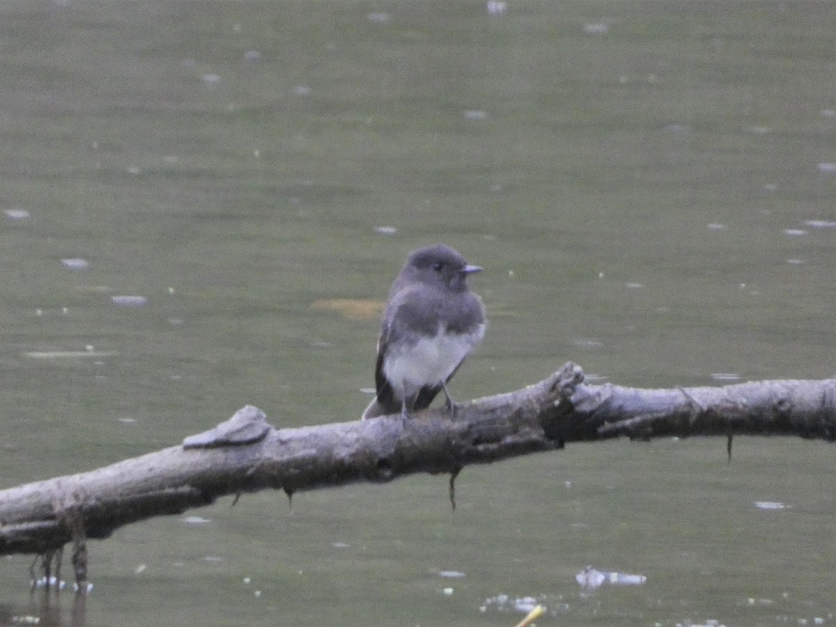 Black Phoebe - ML370736361