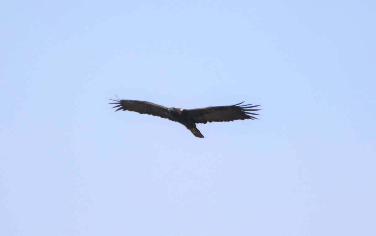 Golden Eagle - ML370736381