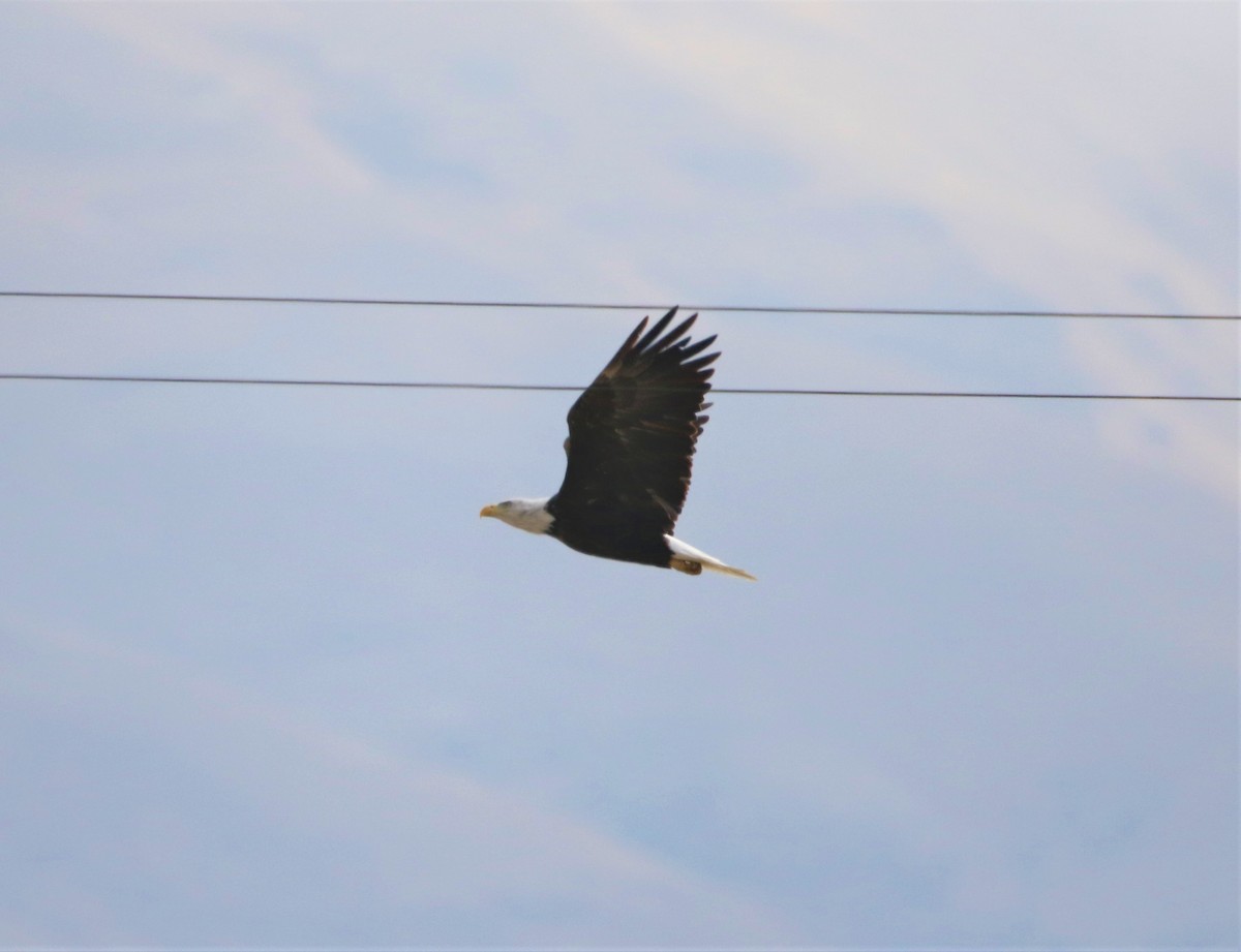 Bald Eagle - ML370736431