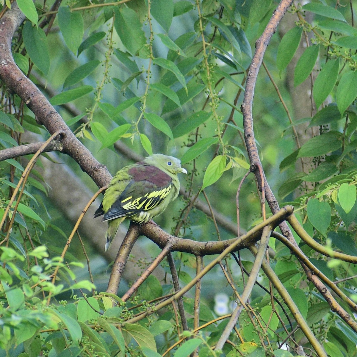 Gray-fronted Green-Pigeon - Santhosh Kallingal