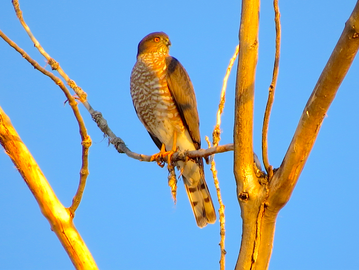 Sharp-shinned Hawk - ML37073751