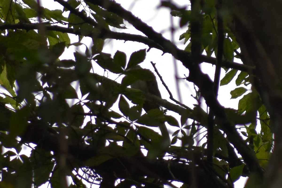 Yellow-billed Cuckoo - ML370737691