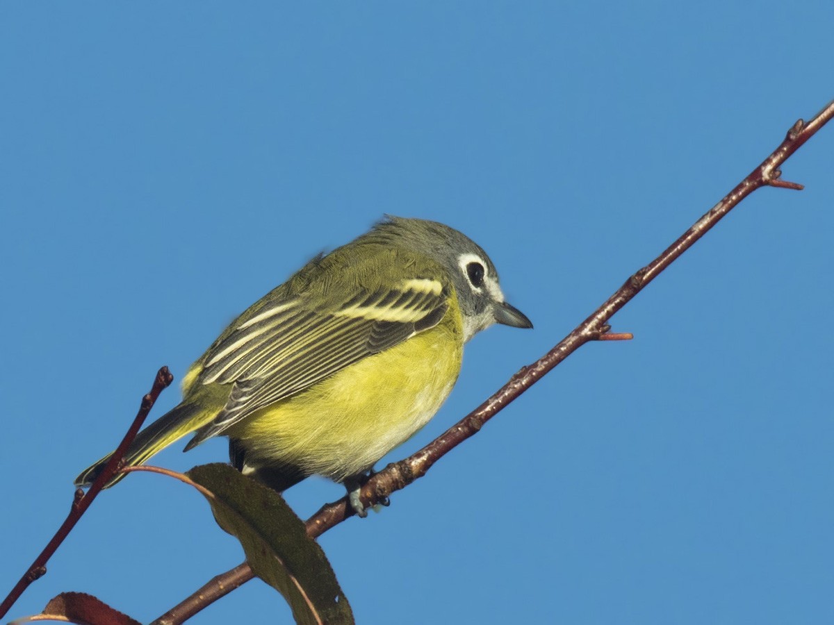 Blue-headed Vireo - ML370738111