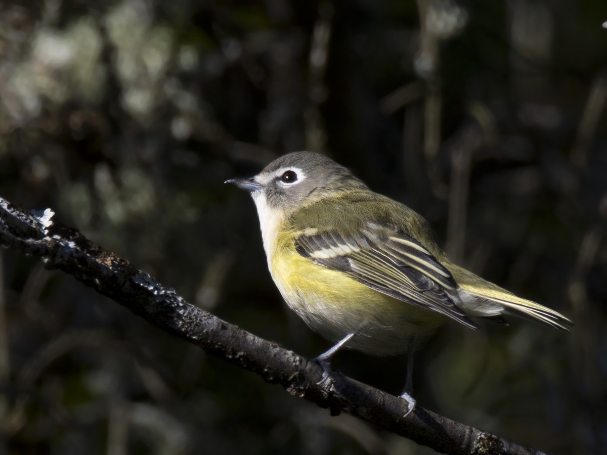 Blue-headed Vireo - ML370738121