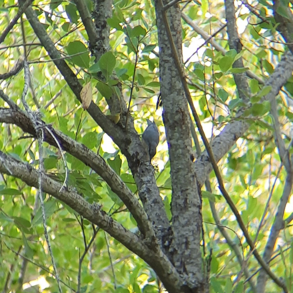 Eurasian Nuthatch - ML370738971