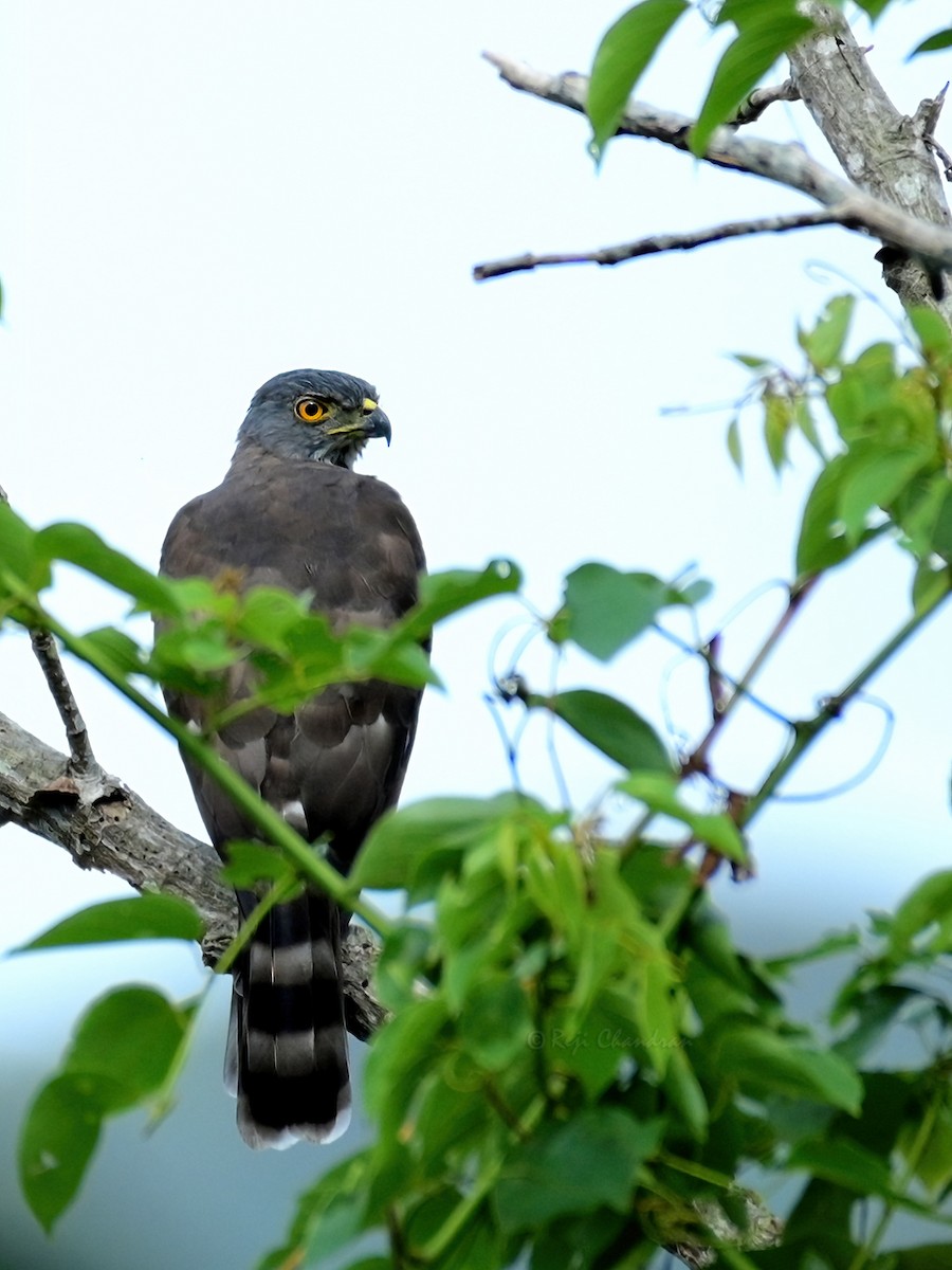 Crested Goshawk - ML370739991