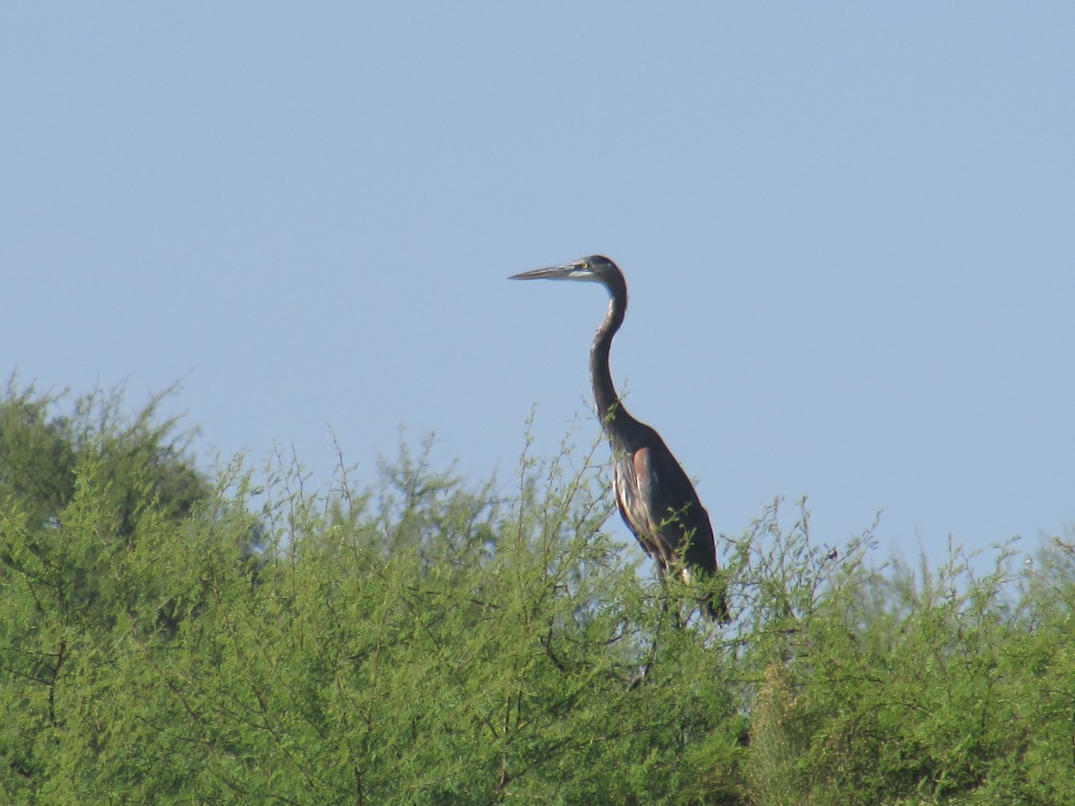 Great Blue Heron - ML37074051