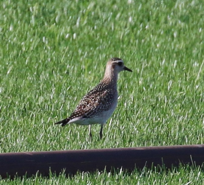 American Golden-Plover - Tom Benson