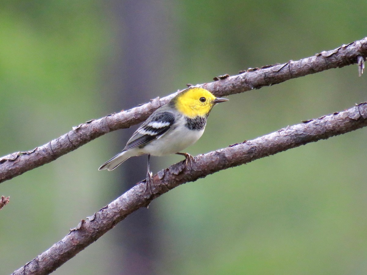 Hermit Warbler - ML37074271