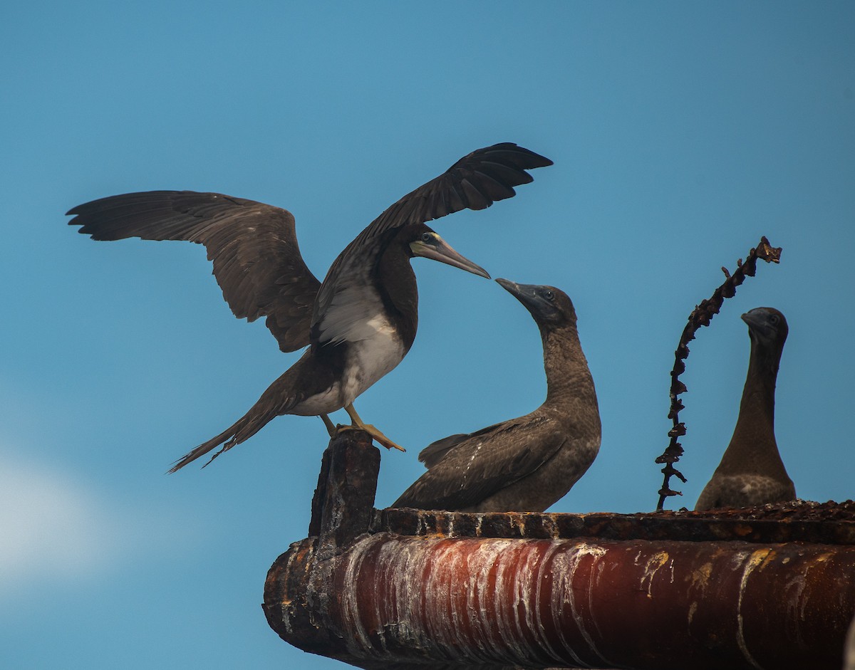 Brown Booby - ML370743441