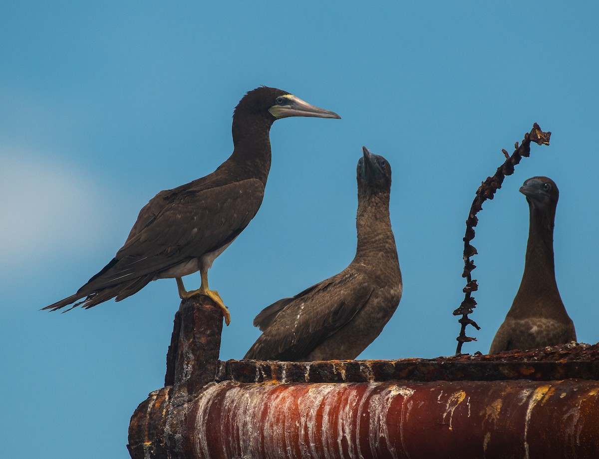 Brown Booby - ML370743451