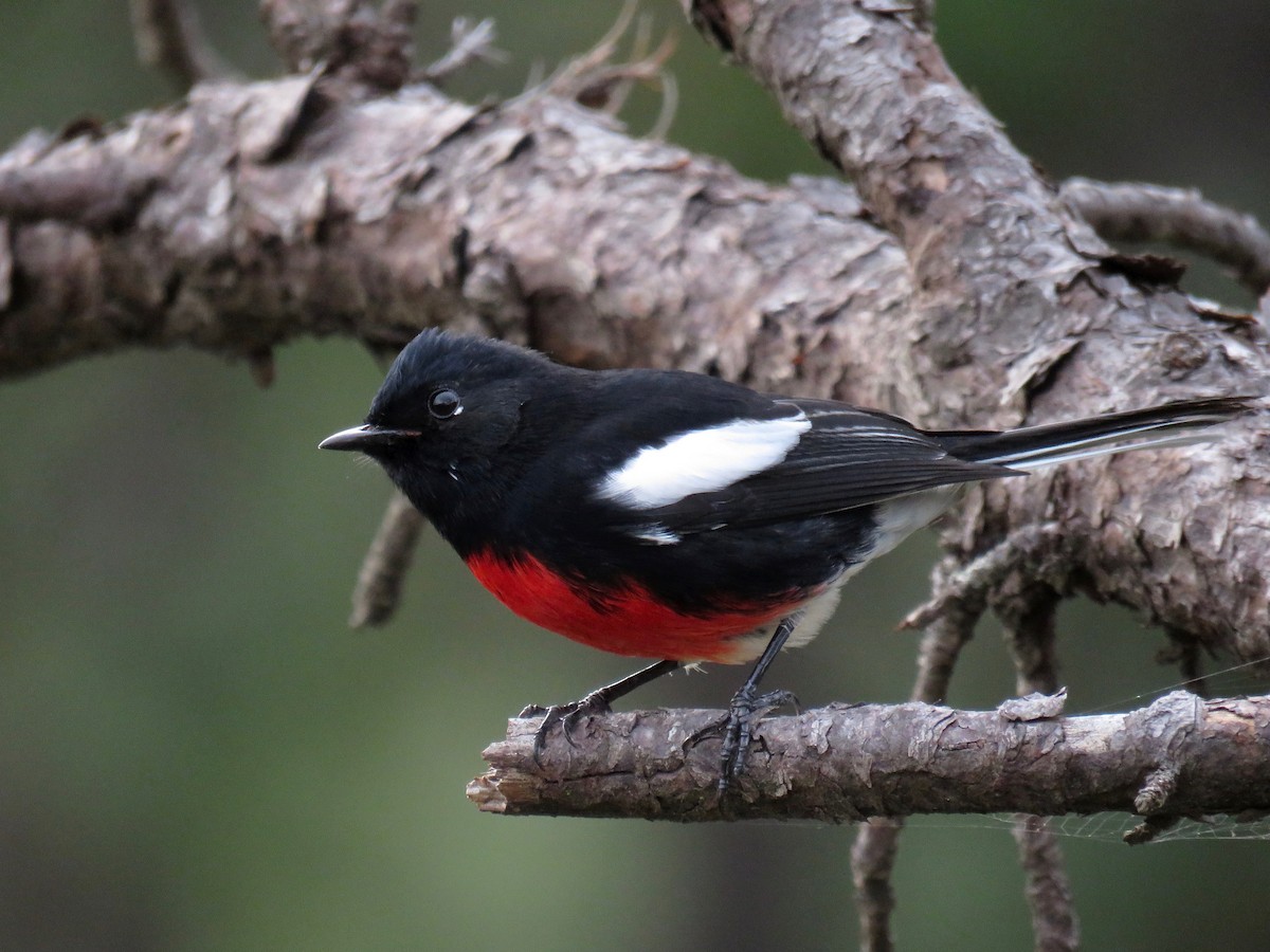 Painted Redstart - ML37074371