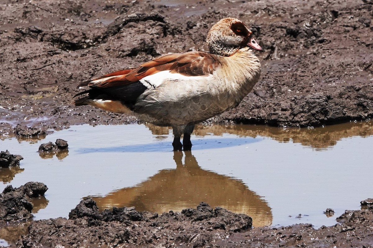 Egyptian Goose - ML370744381