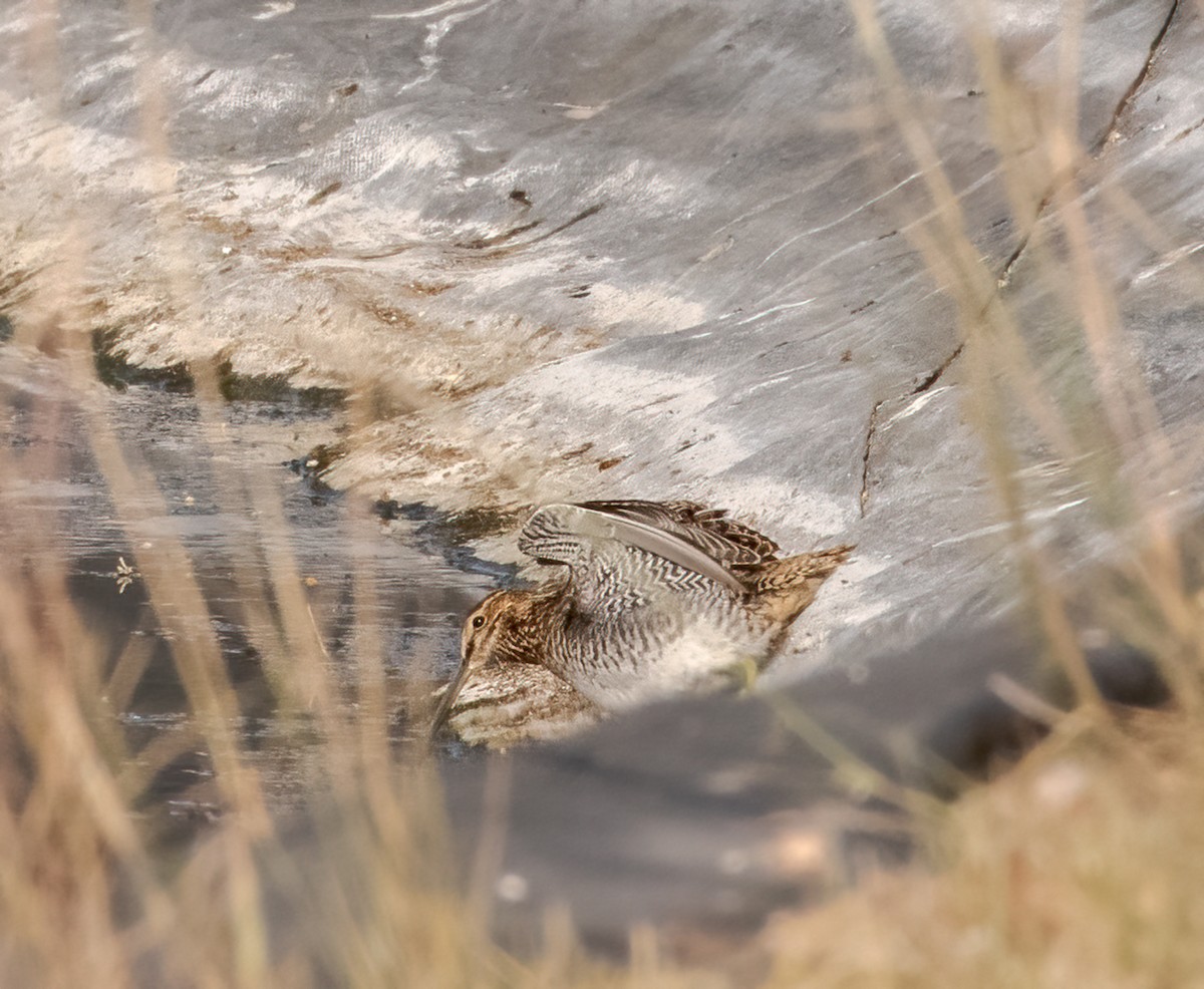 Wilson's Snipe - ML370744501