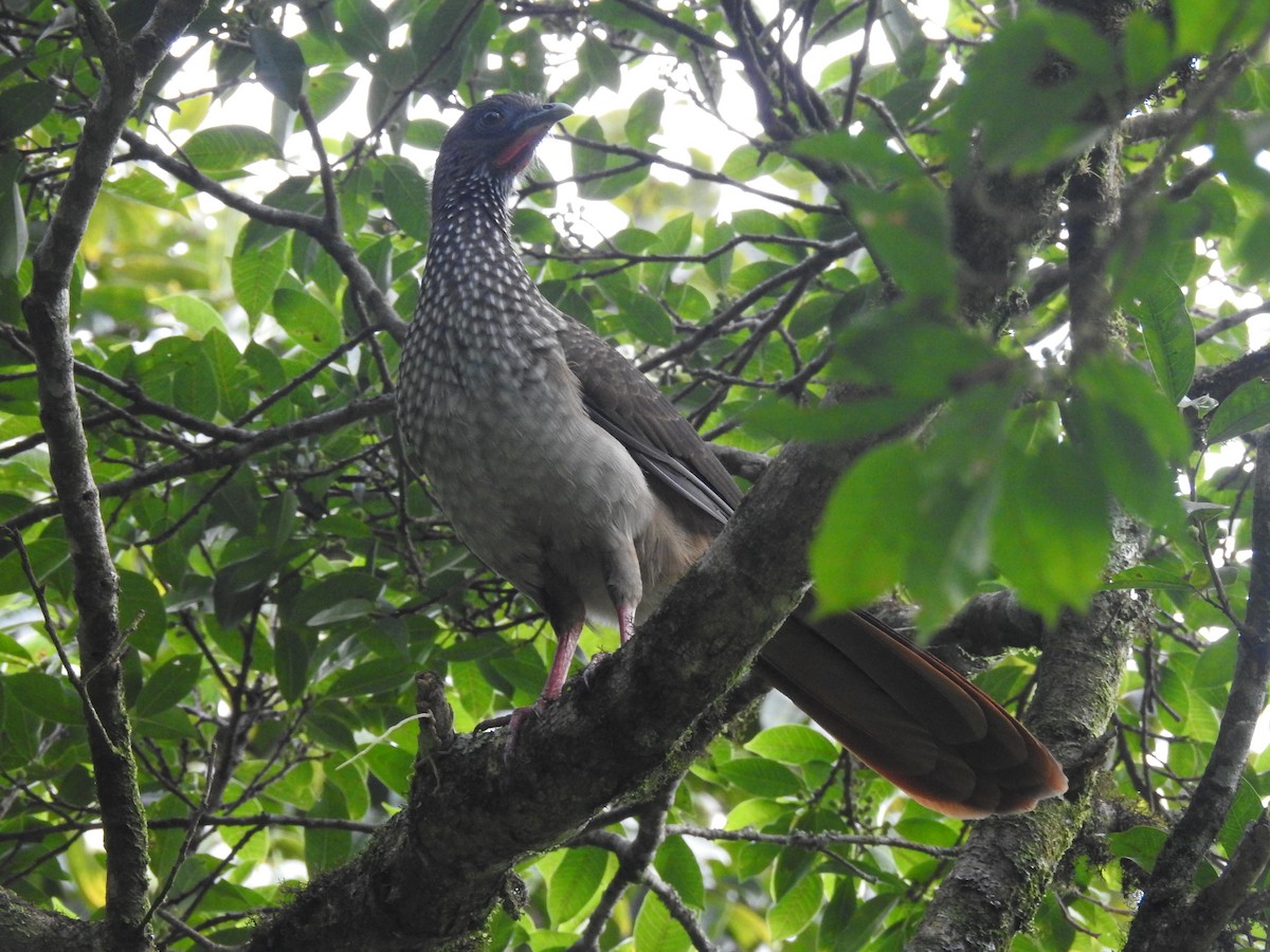 Speckled Chachalaca - ML370744681