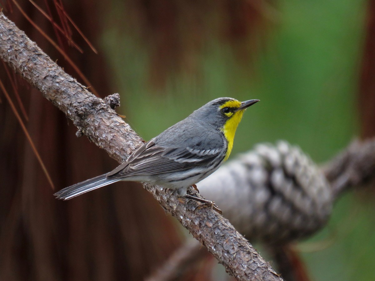 Grace's Warbler - ML37074591