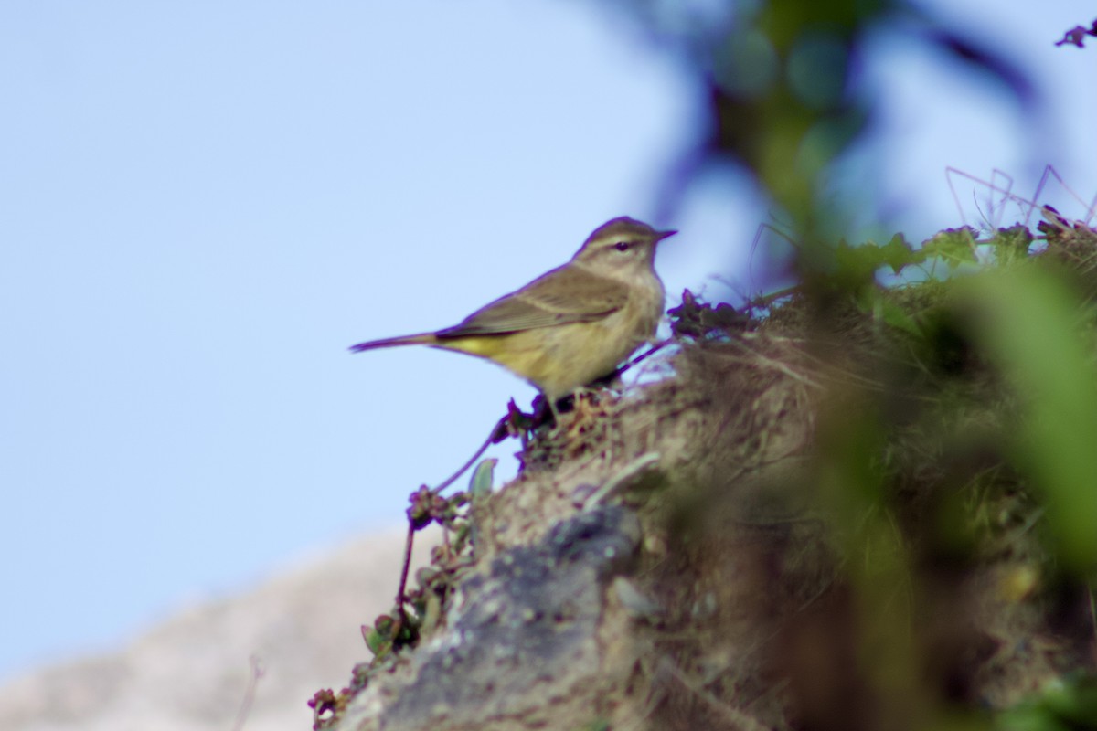 Reinita Palmera (palmarum) - ML370748291