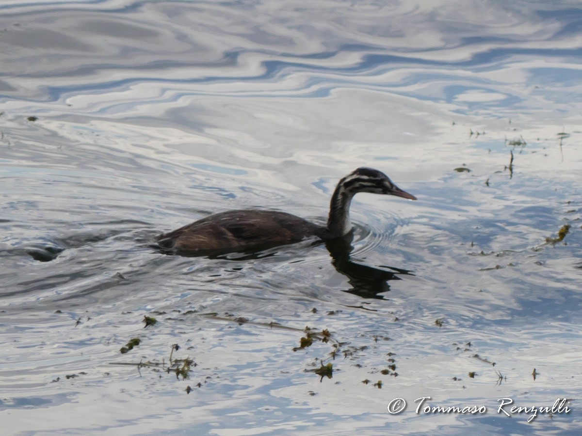 Great Crested Grebe - ML370748351