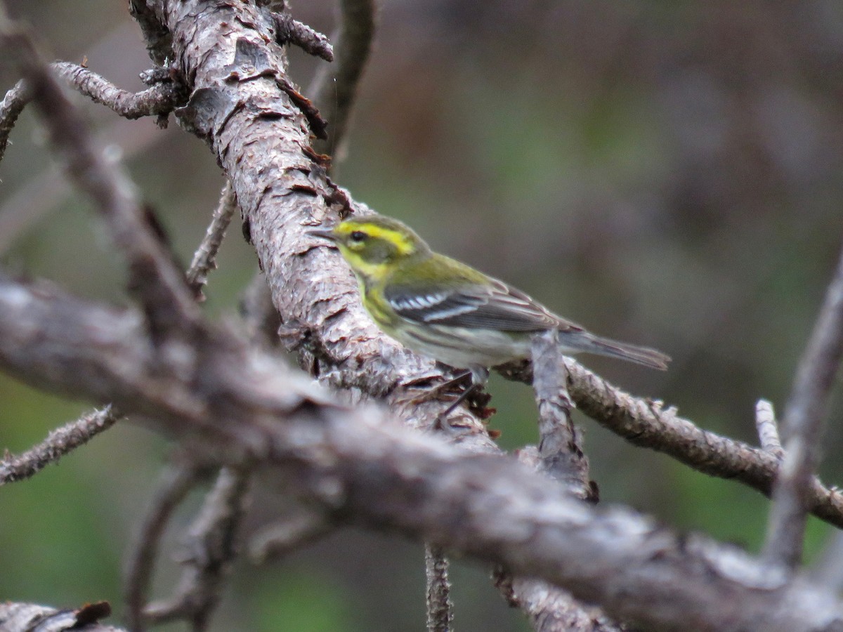 Townsend's Warbler - ML37074891