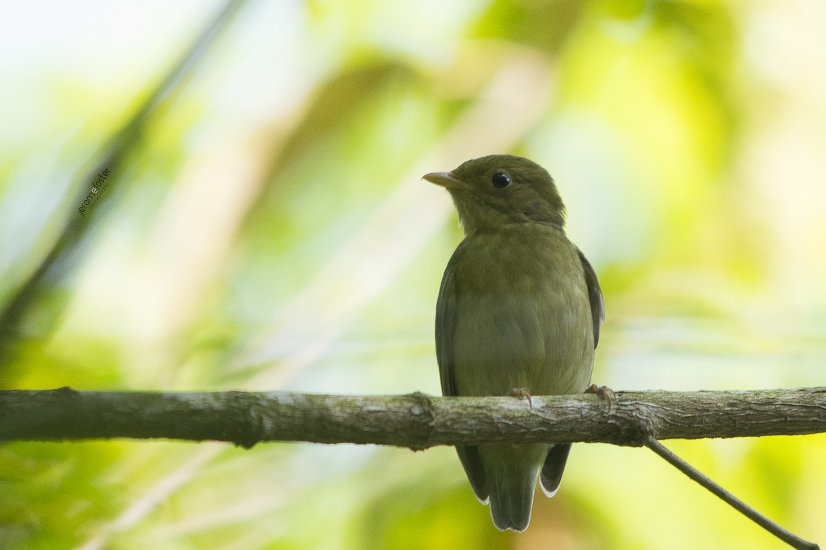 Golden-headed Manakin - ML37074901