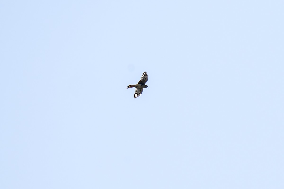 American Kestrel - ML370750761