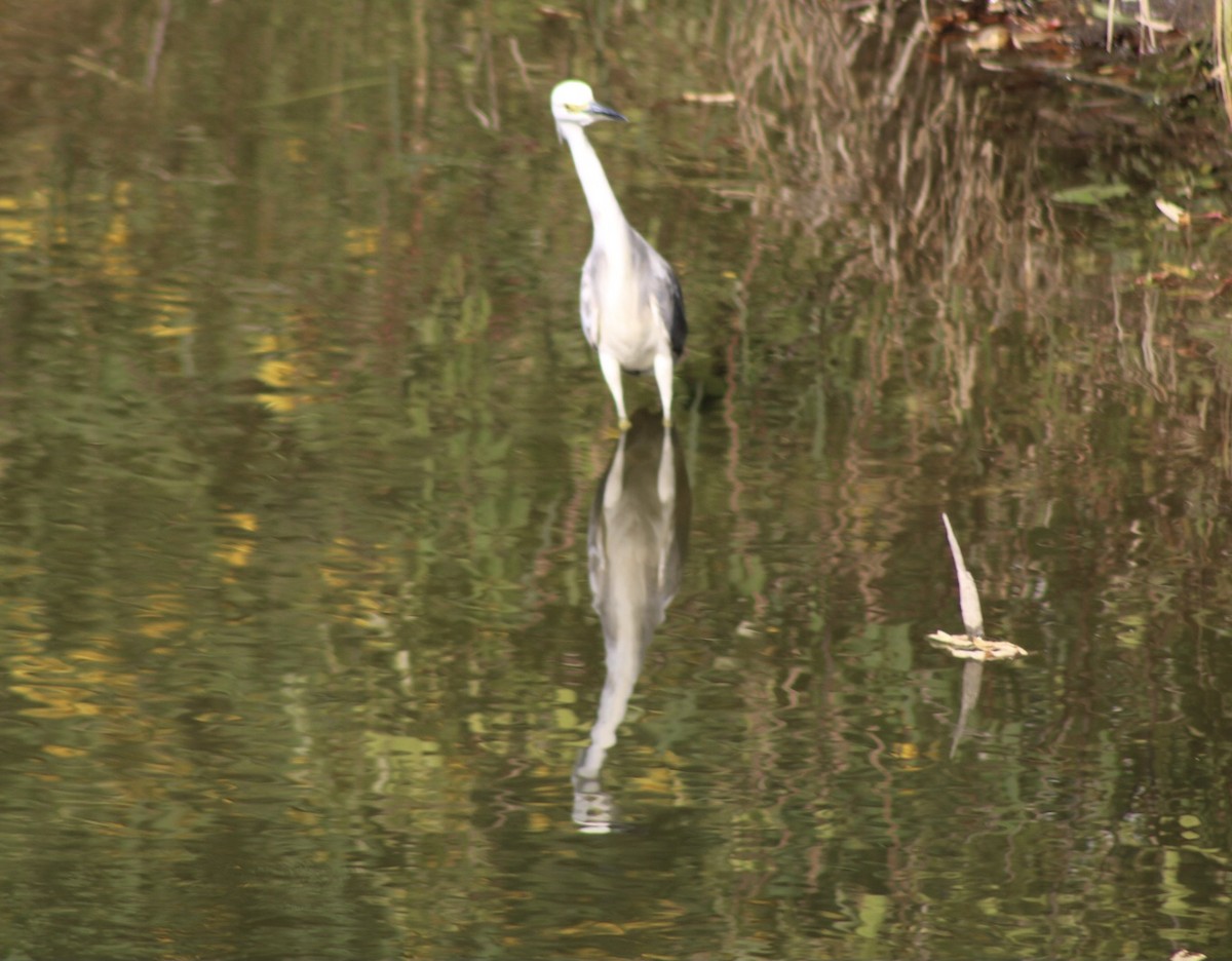 Little Blue Heron x Snowy Egret (hybrid) - ML370751351
