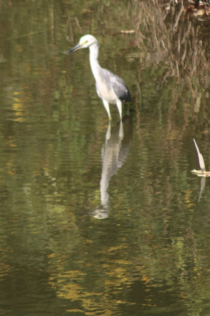 Little Blue Heron x Snowy Egret (hybrid) - ML370751361