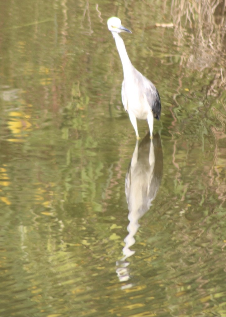 Little Blue Heron x Snowy Egret (hybrid) - ML370751371