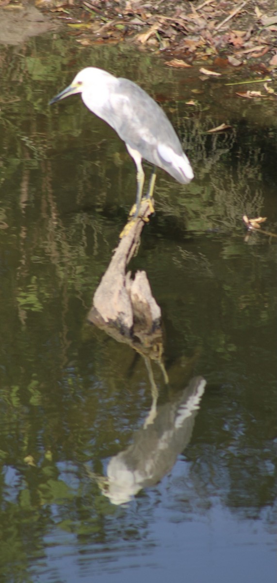 Little Blue Heron x Snowy Egret (hybrid) - ML370751391