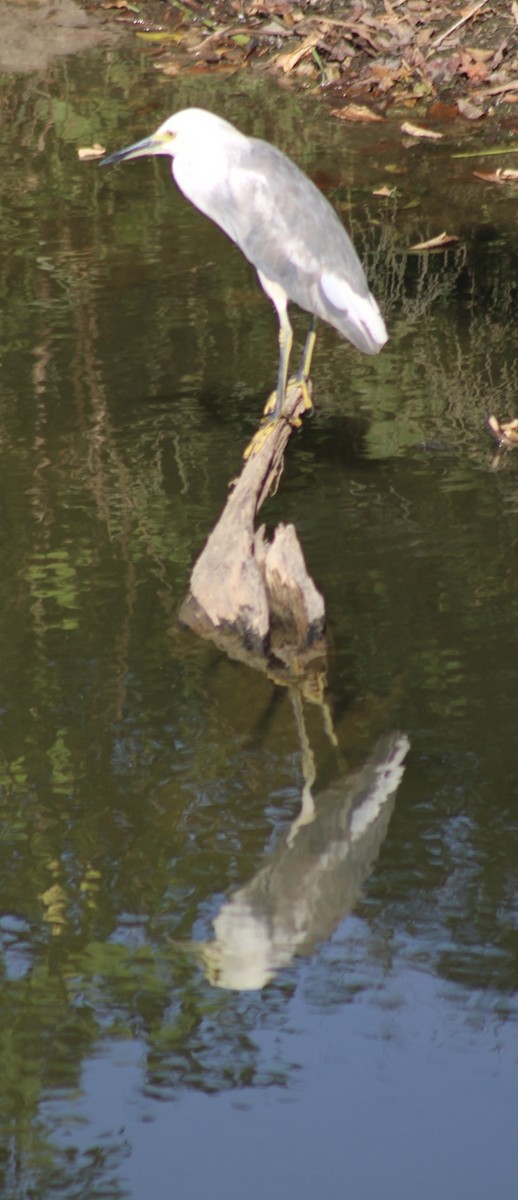 Little Blue Heron x Snowy Egret (hybrid) - ML370751421