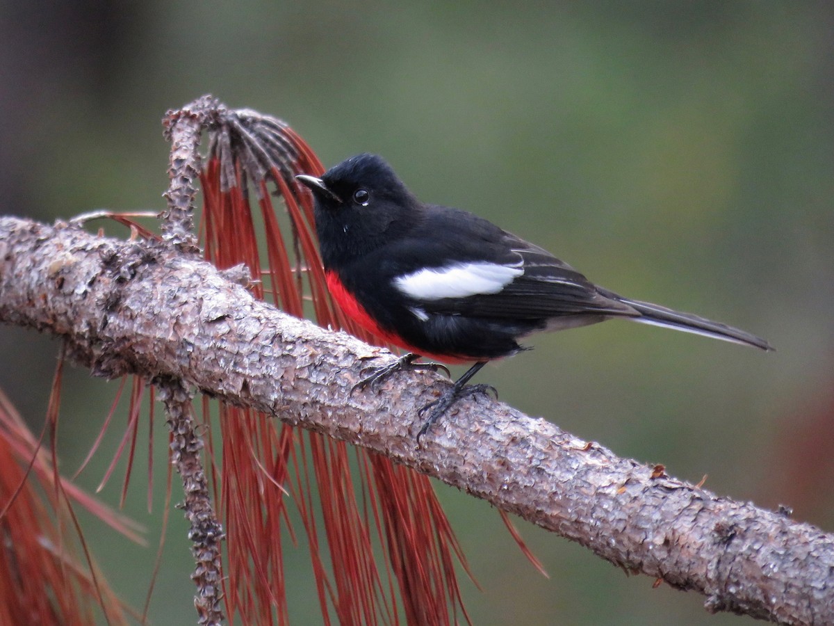 Painted Redstart - ML37075361