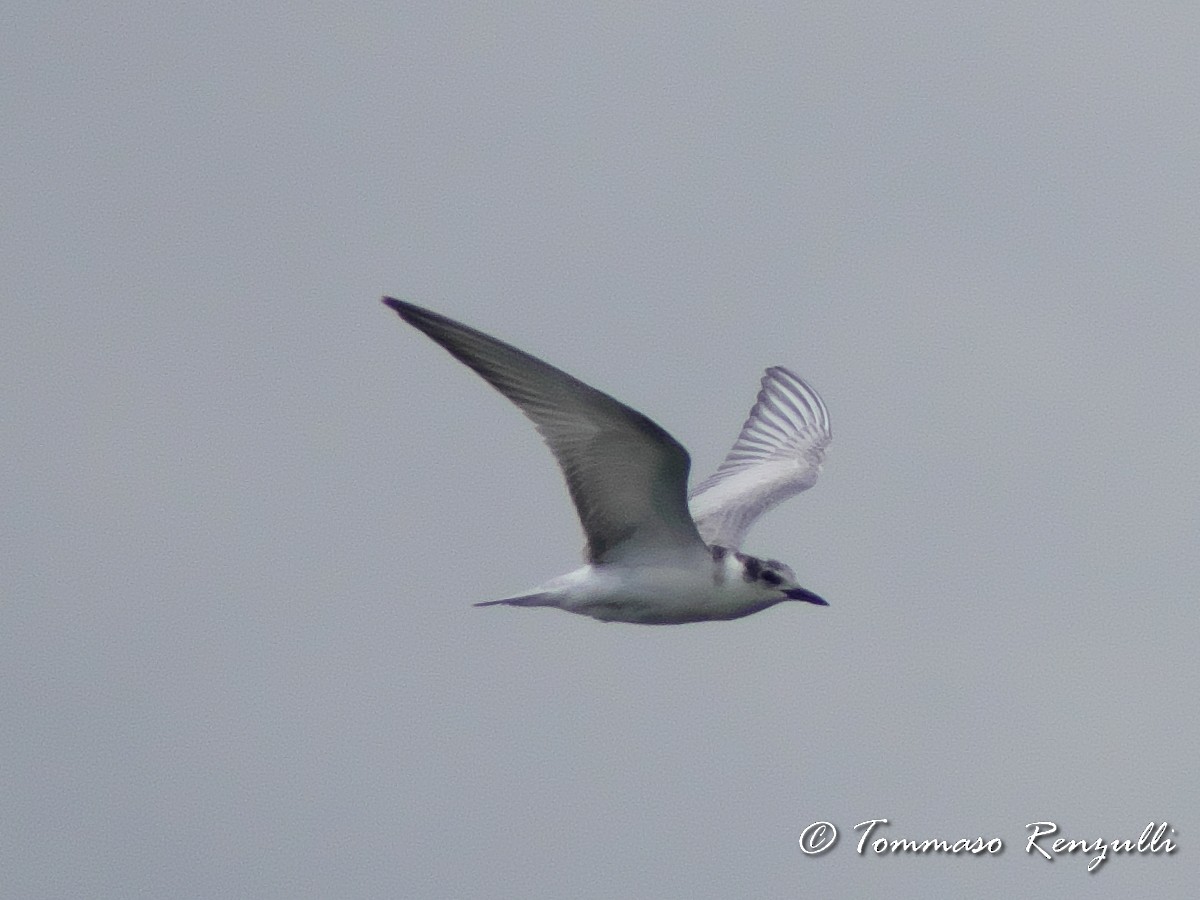 Black Tern - ML370753891