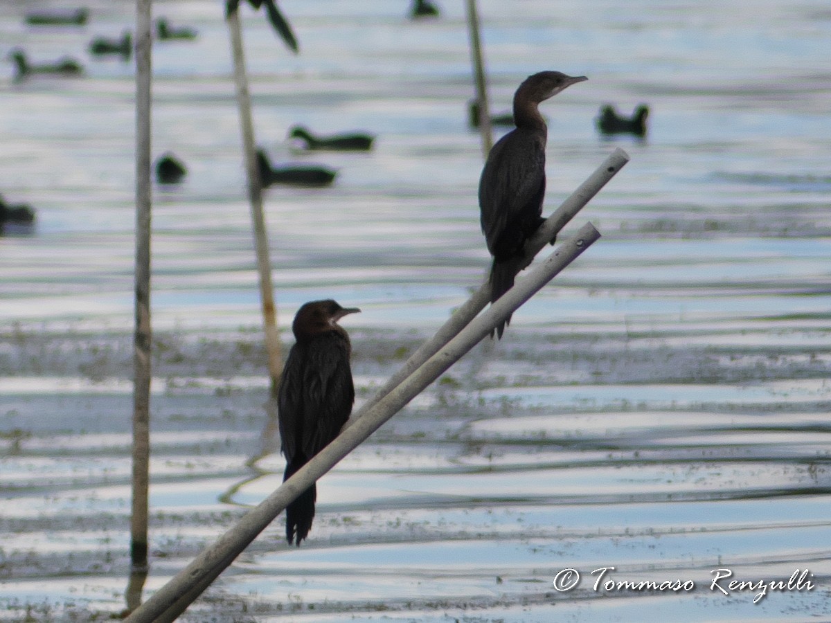 Pygmy Cormorant - ML370754581