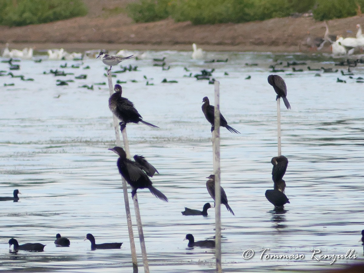 Pygmy Cormorant - ML370754591