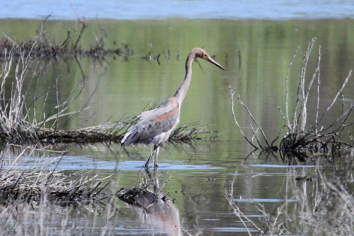 Reddish Egret - ML37075491