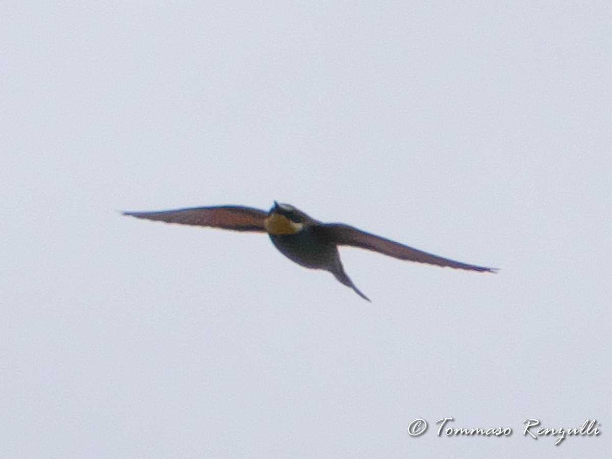 European Bee-eater - Tommaso Renzulli
