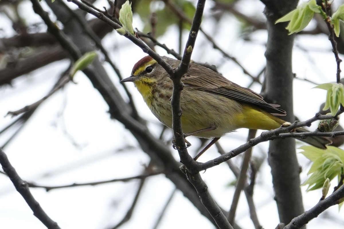 Palm Warbler - ML370754991