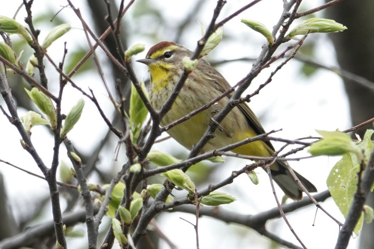 Palm Warbler - ML370755001