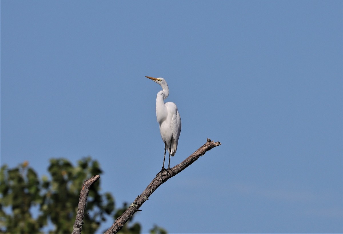 Great Egret - Daniel Kaplan